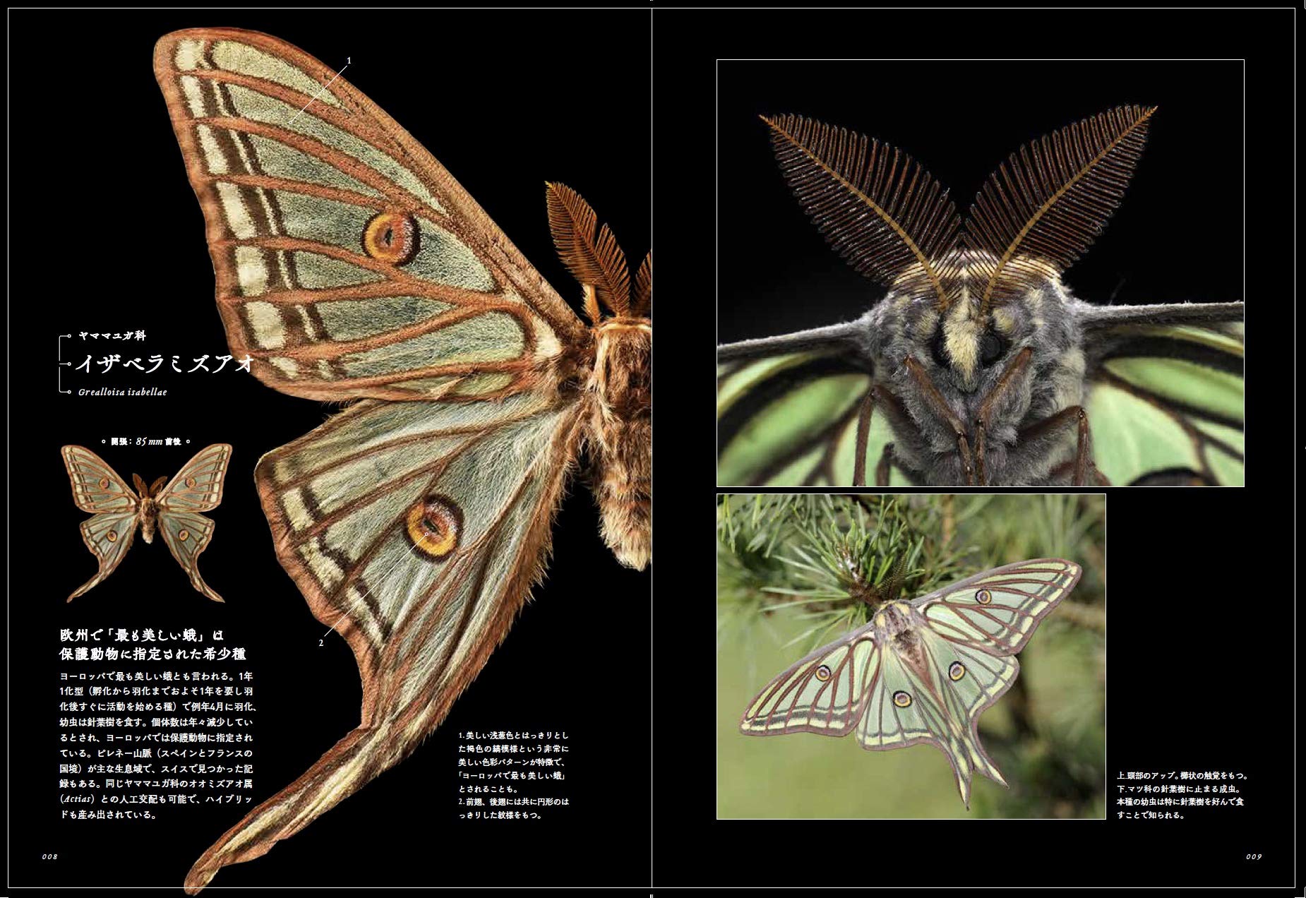 世界の美しい蛾 岸田 泰則 岸田 泰則 配送料無料