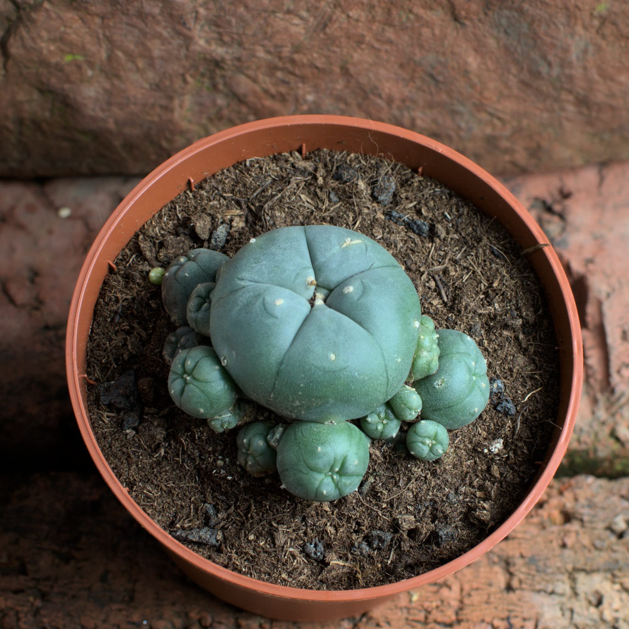 Lophophora williamsii caespitosa mín. 6 cm