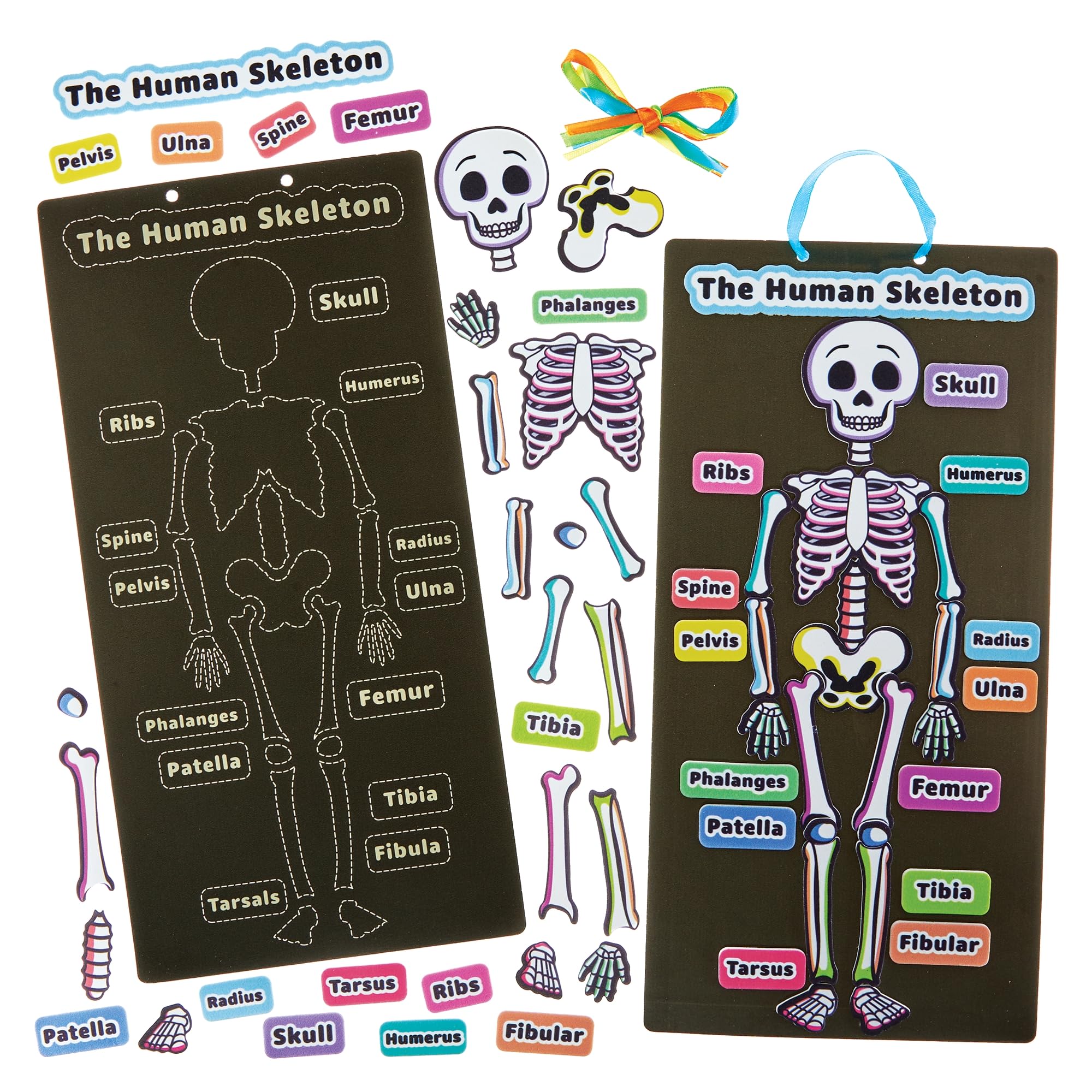 Baker Ross FN434 Human Skeleton Kits - Pack of 4, STEM, Science, Health and Learning Aids for Kids and Schools