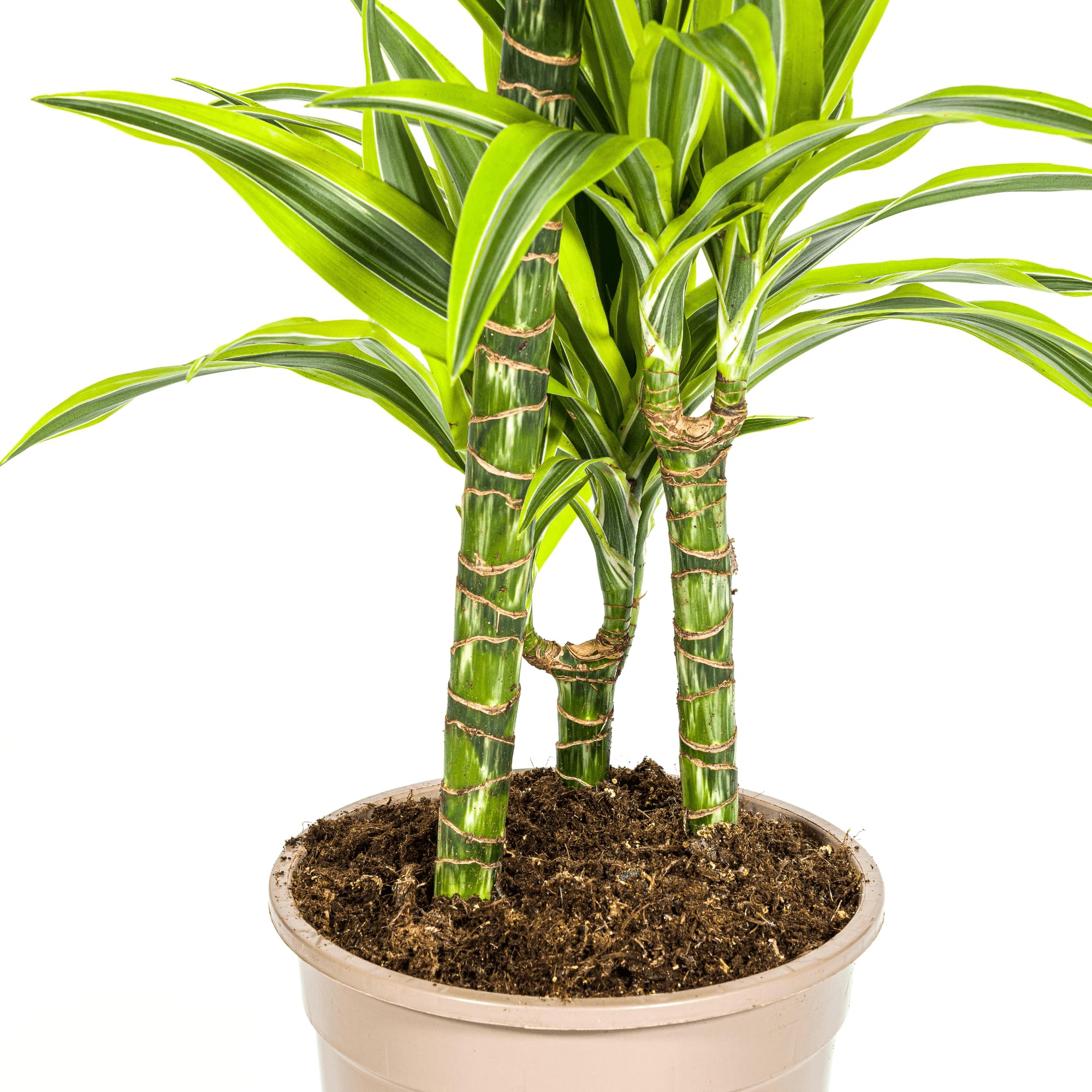 Drachenbaum Dracaena Deremensis Lemon Lime – Zimmerpflanze – Ø21cm – 90-110cm hoch – Schlanke grüne Blätter mit hellgrünem Rand