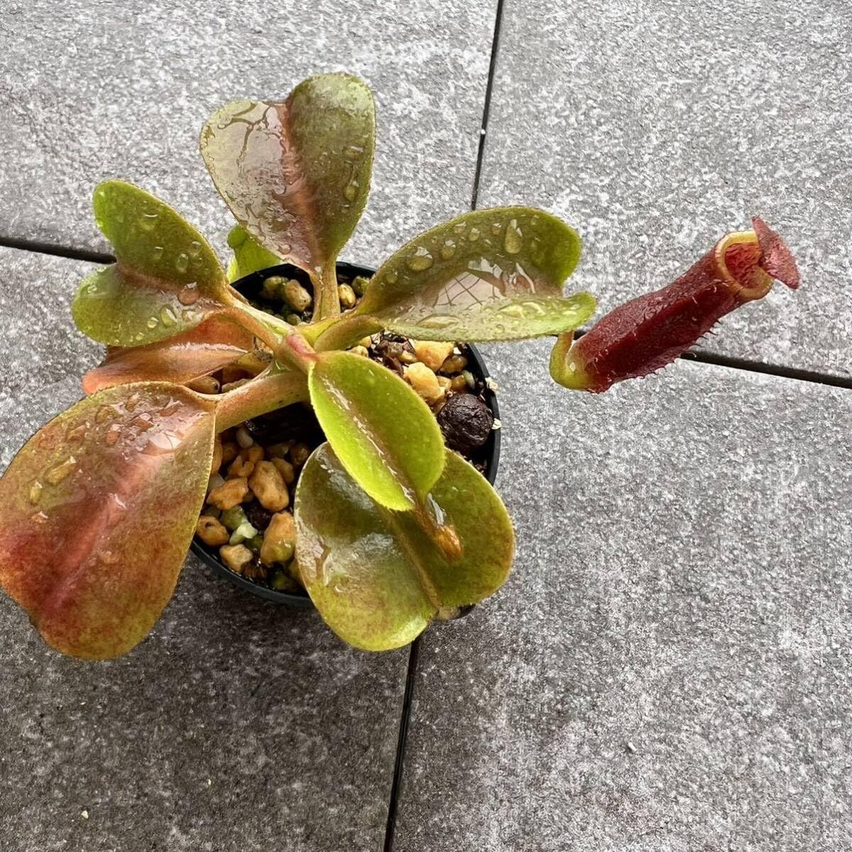 BE-3841 N. (veitchii x lowii) x robcantleyi Nepentes 3 : Amazon.ca