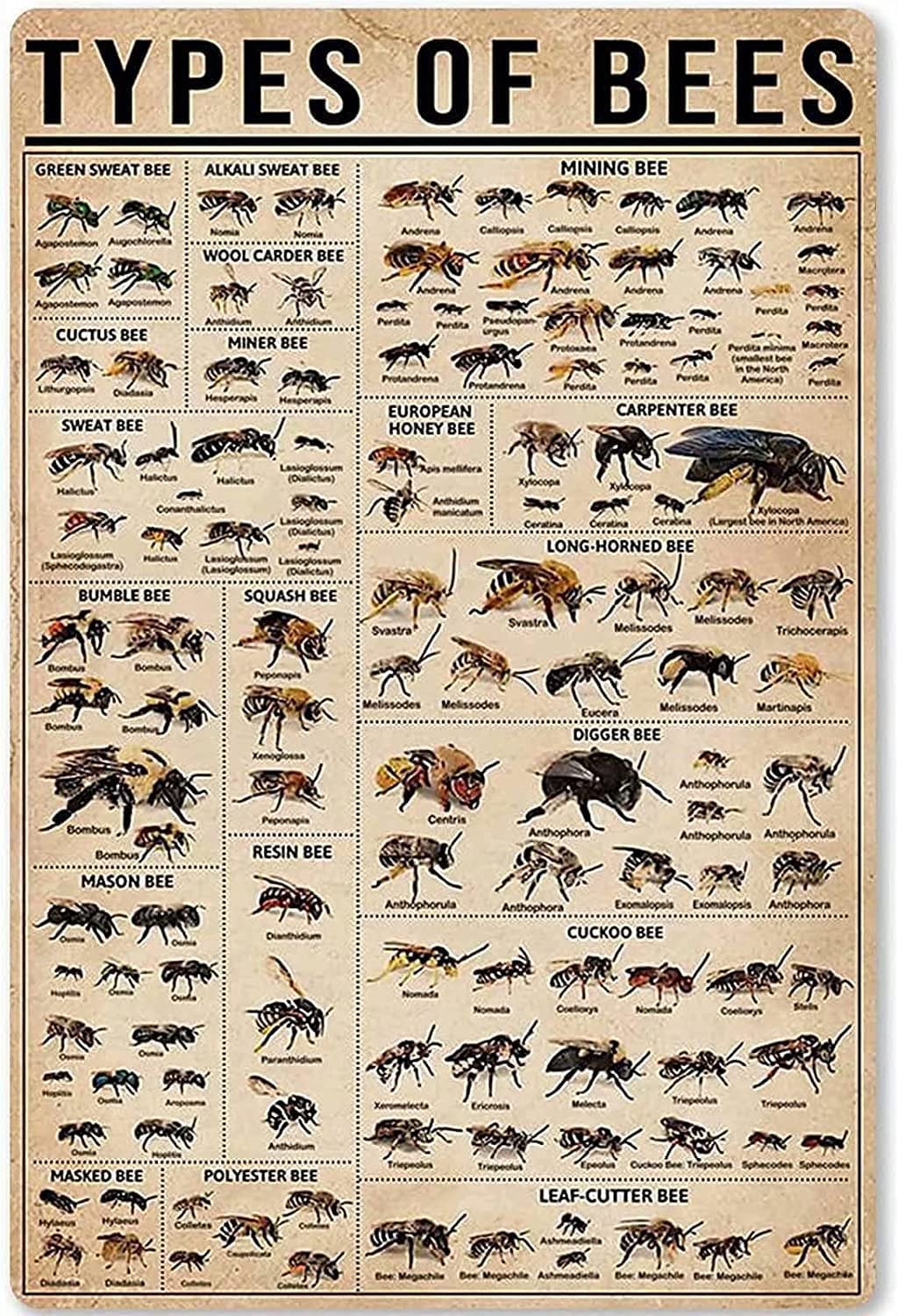 Types of Bees Tin Sign Wall Poster Decor Funny Retro Bar Coffee Pub Gift Wall Decor Sign 8x12 Inch