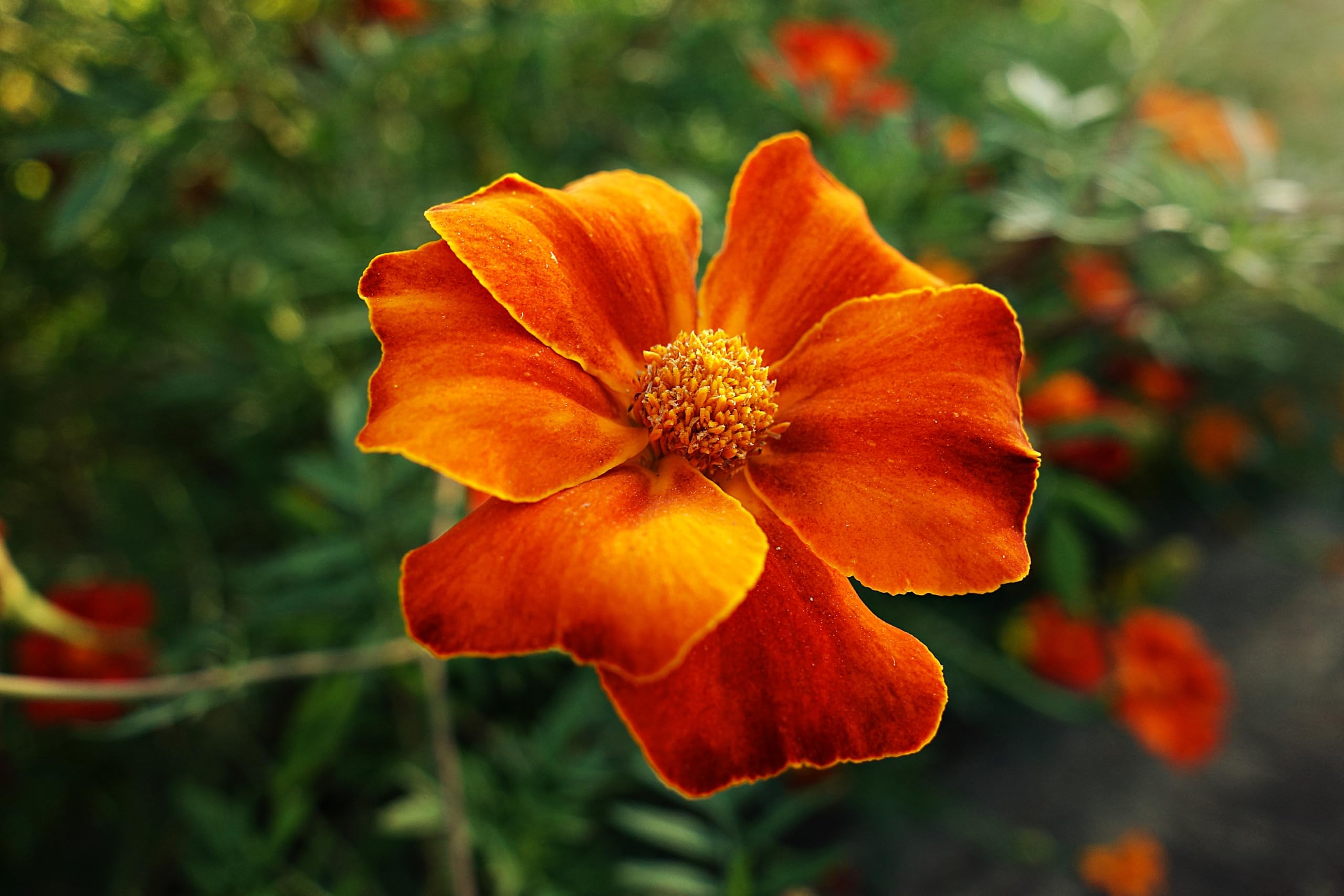 Tagetes (Tagetes patula). ´Abstehende Studentenblume´ Samen. (20000 Samen = 52,0g)