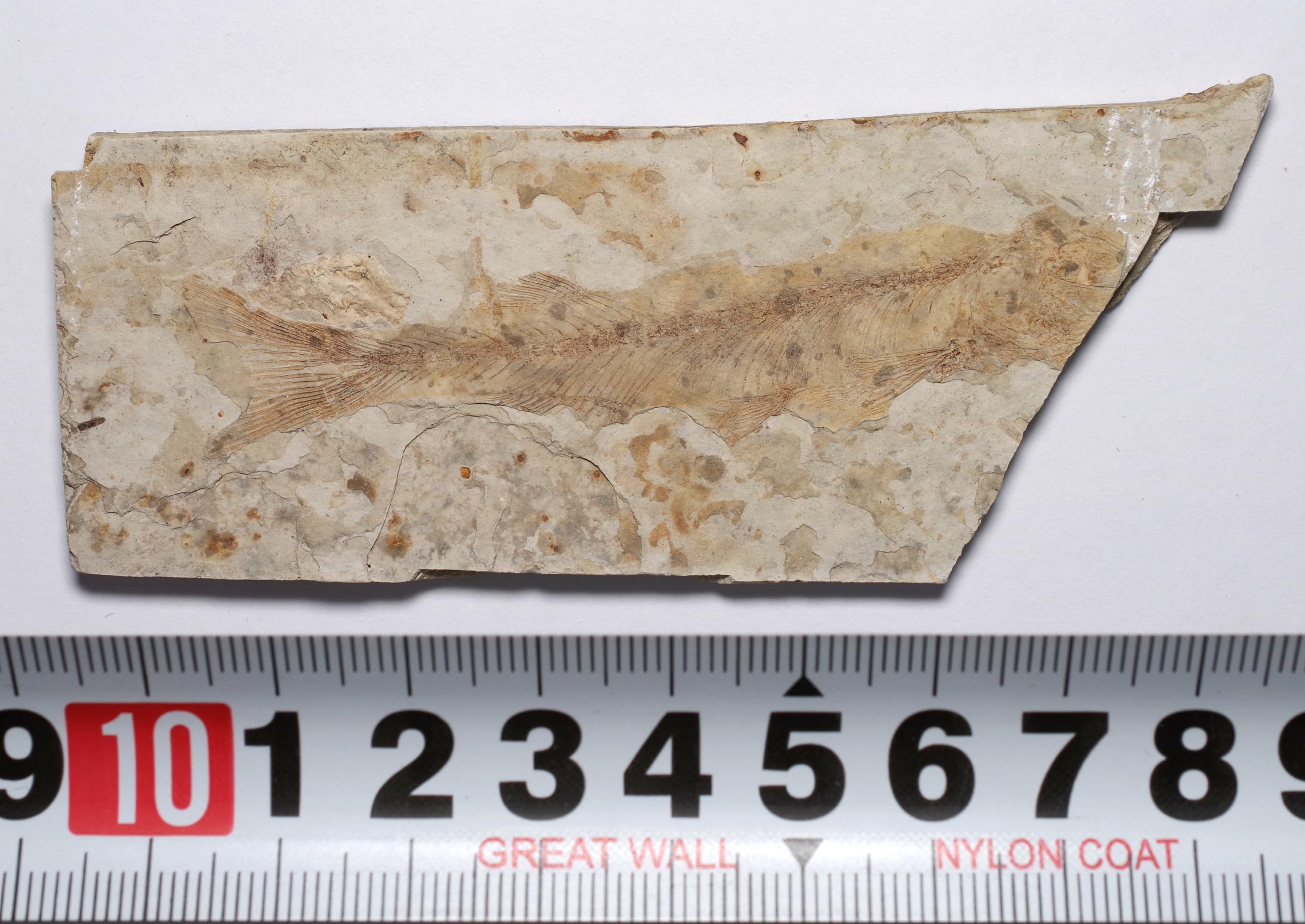Amazon | [N2 stone Natural] 天然化石 絶滅古代魚が含まれる白亜紀の