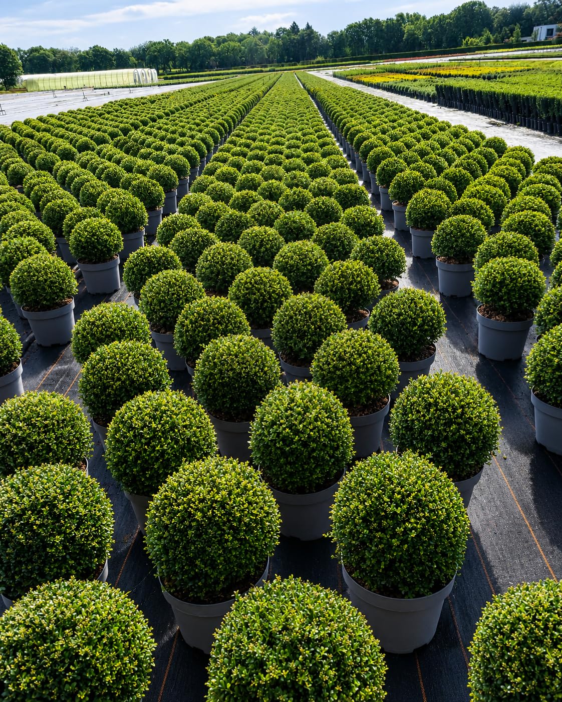 2 Ilex crenata Kugel XXL 40-50cm Durchmesser – Japanische Stechpalme | Immergrüne Pflanze & Formschnittgehölz | Kugelpflanze für Garten, Balkon, Terrasse und Kübel im 12L Topf