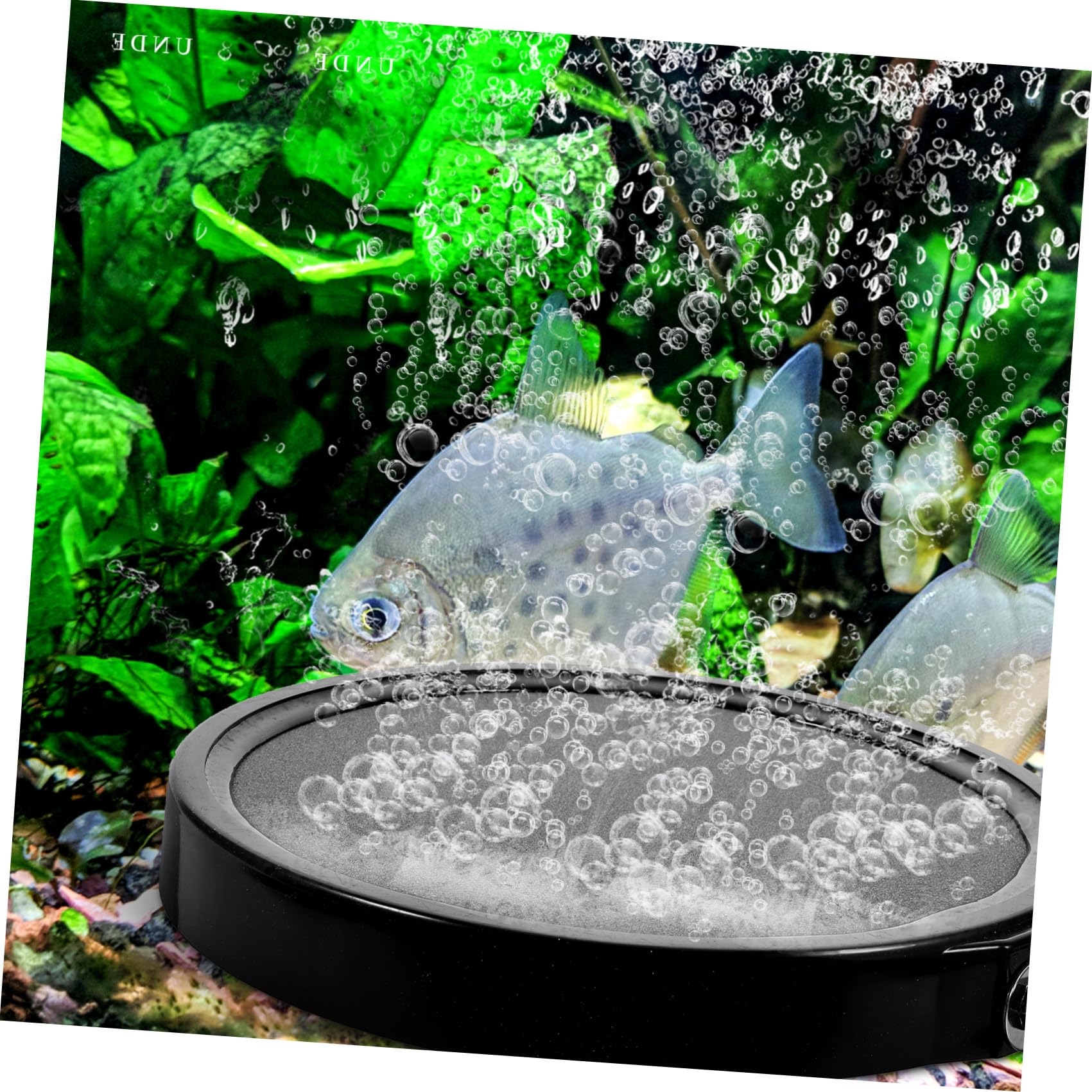 Alipis Pierre à Air Disque Diffuseur à Bulles pour Aquarium Noir en Sable et Gravier Haute Température, Oxygénation, Compatible Pompe à Air Couleur Aléatoire