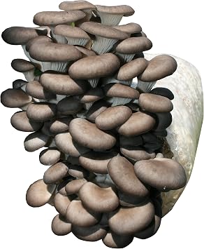 Root Mushroom Farm Blue Oyster Mushroom Grow kit/ 3.2 pounds Log/Multiple flushes/Everything Included