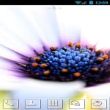 Best Themes