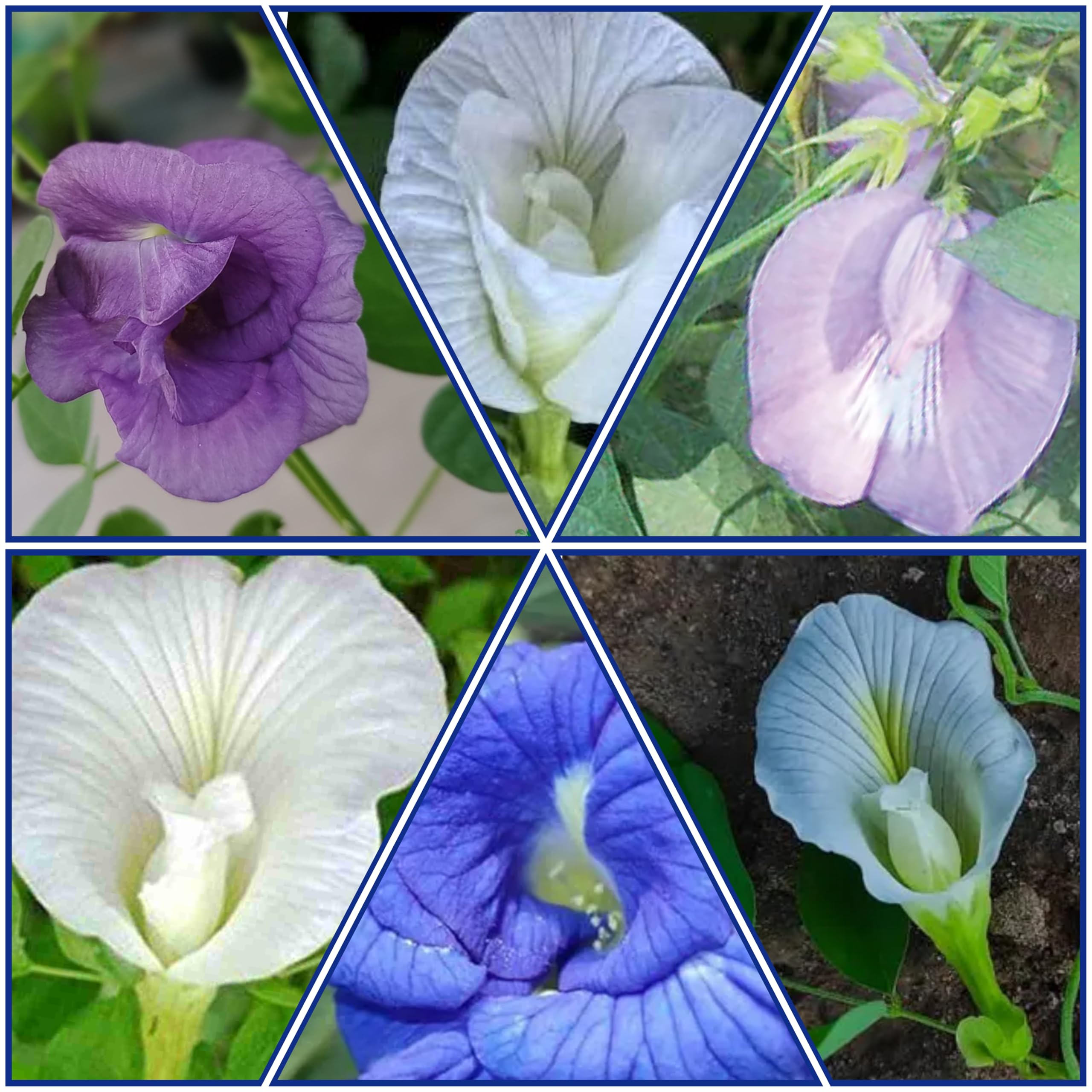 Aparajita Seeds Original Colours Variety Total 30 Seeds 5 Seeds per Variety Multi Petel Unique Colours Gardeners Pack Hybrid Shankhpushpi/Butterfly Pea Medicinal Creeper Flower Plant (B0DBGQDCM7) Amazon Price History, Amazon Price Tracker