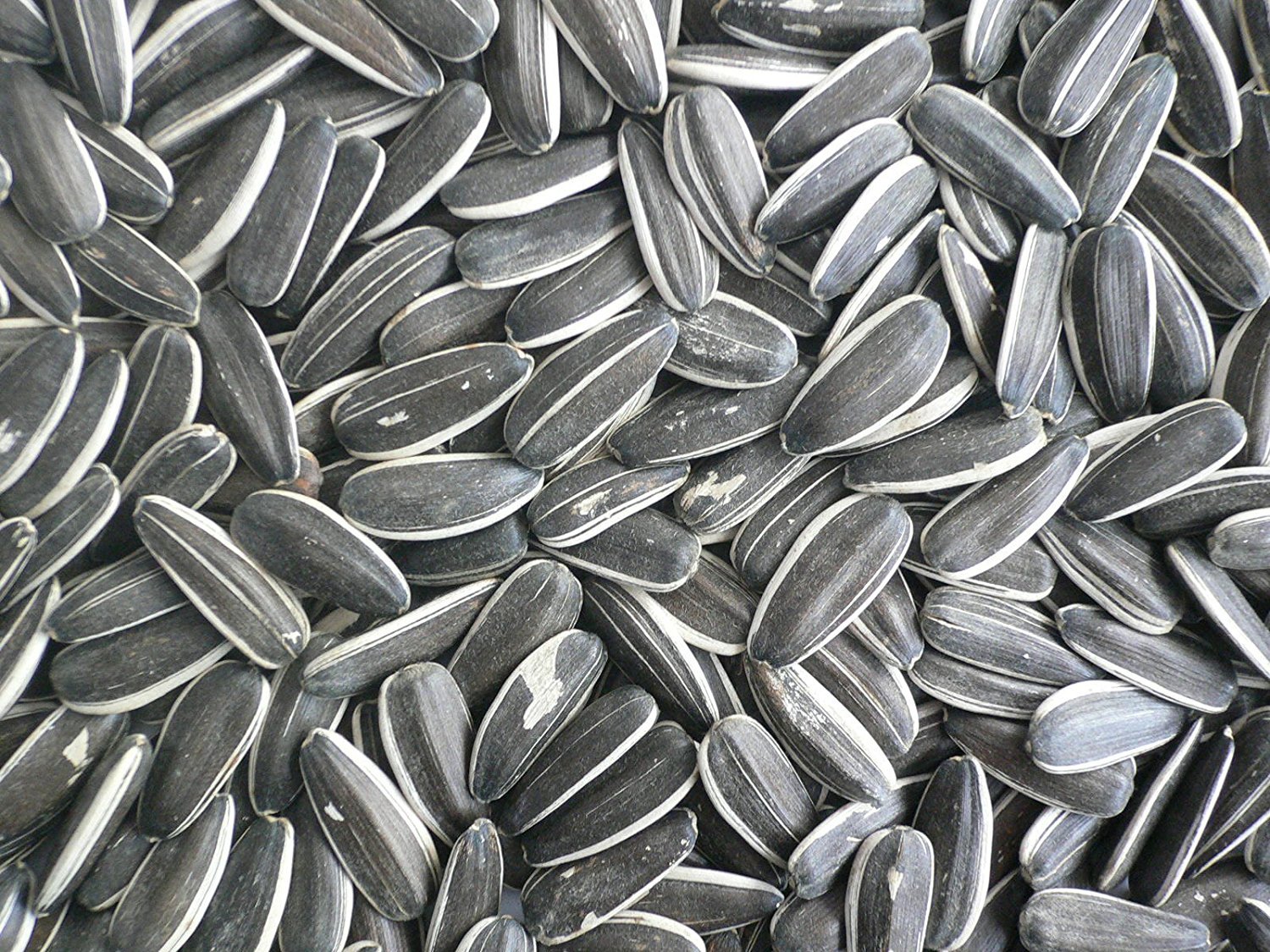 Bird Food (Sunflower Seeds, First Quality) by Money Saving- 500 Grams (B07DJB4RJ2) Amazon Price History, Amazon Price Tracker