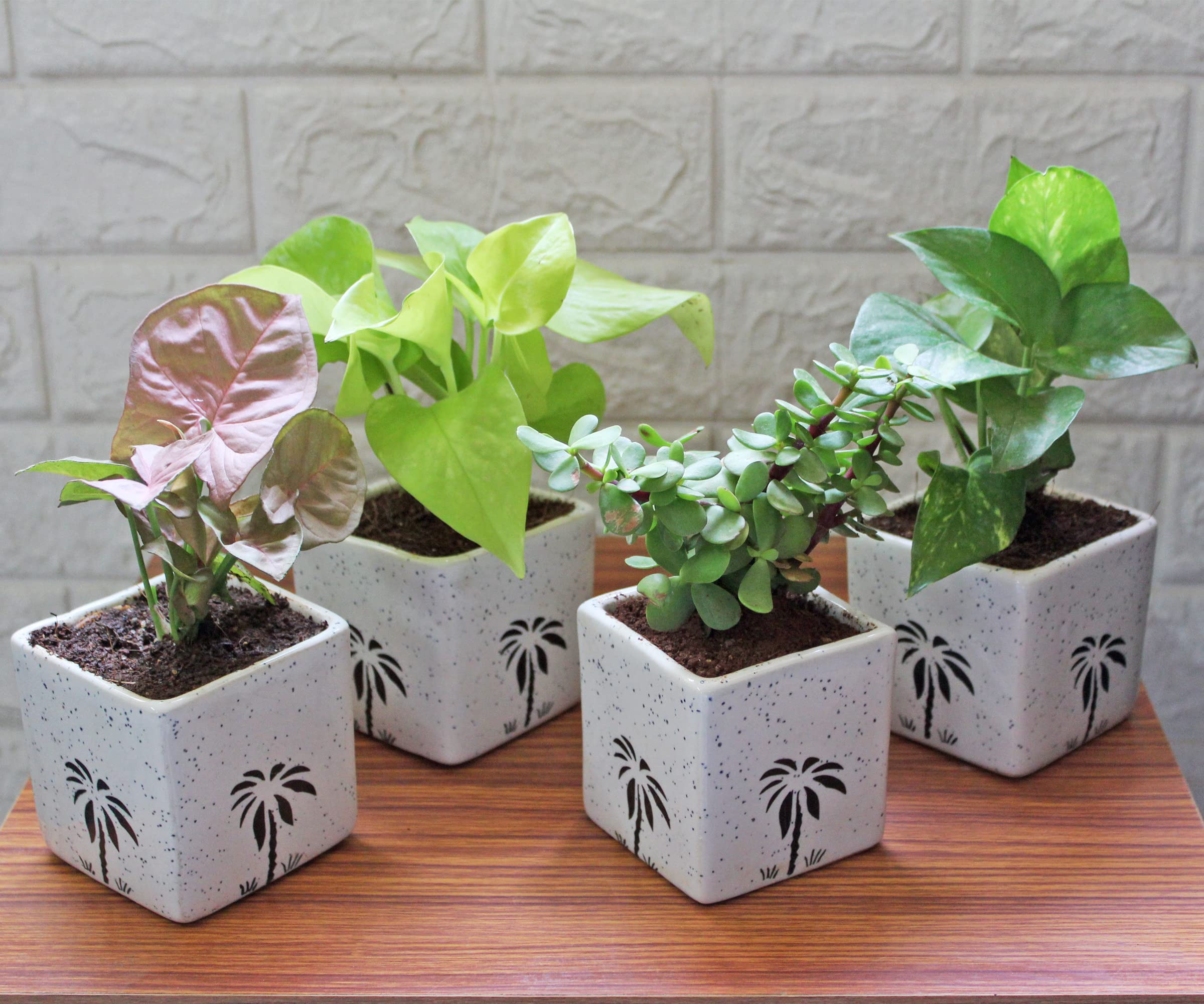 Rolling Nature Combo of Good Luck Air Purifying Live Money Plant Golden Pothos Syngonium Pink and Jade in White Square Aroez Ceramic Pot | Indoor Plant Set for Living Room Decor (B0789NTBKV) Amazon Price History, Amazon Price Tracker