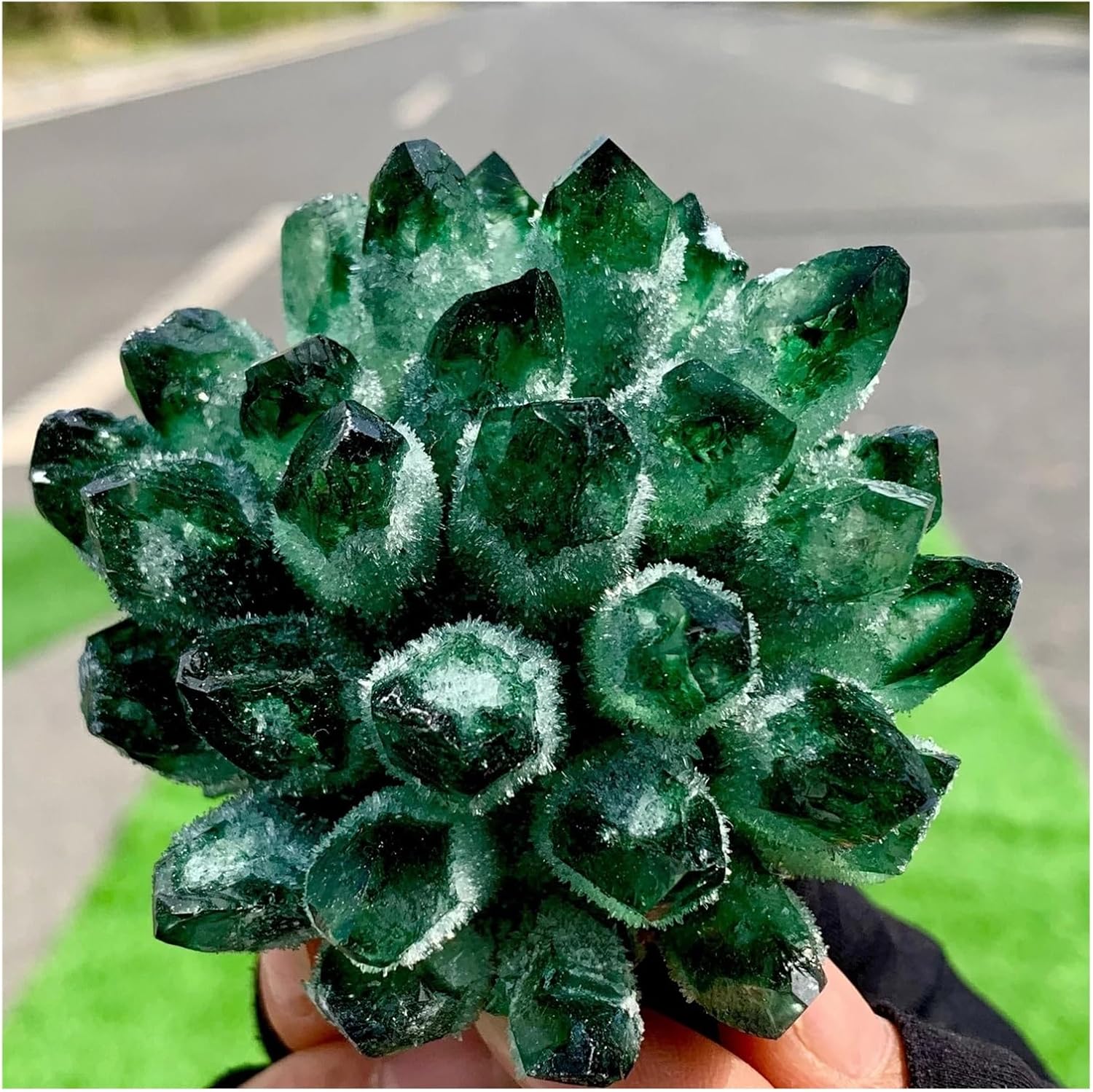 ダシリリオン ミキワネンシス G 耐寒性ダシリリオン ミキワネンシス大