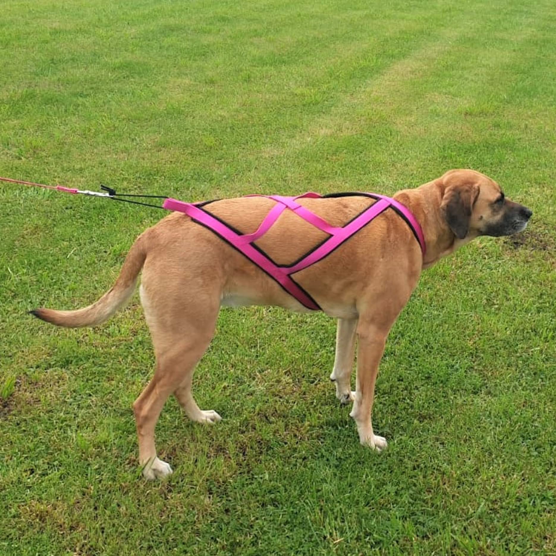 Dingo 15061 - Arnés Pechera para Perros SLED, Correas Perros, Tamaño XXL, Color Rosa, Arnés para Bicicleta y Esquí