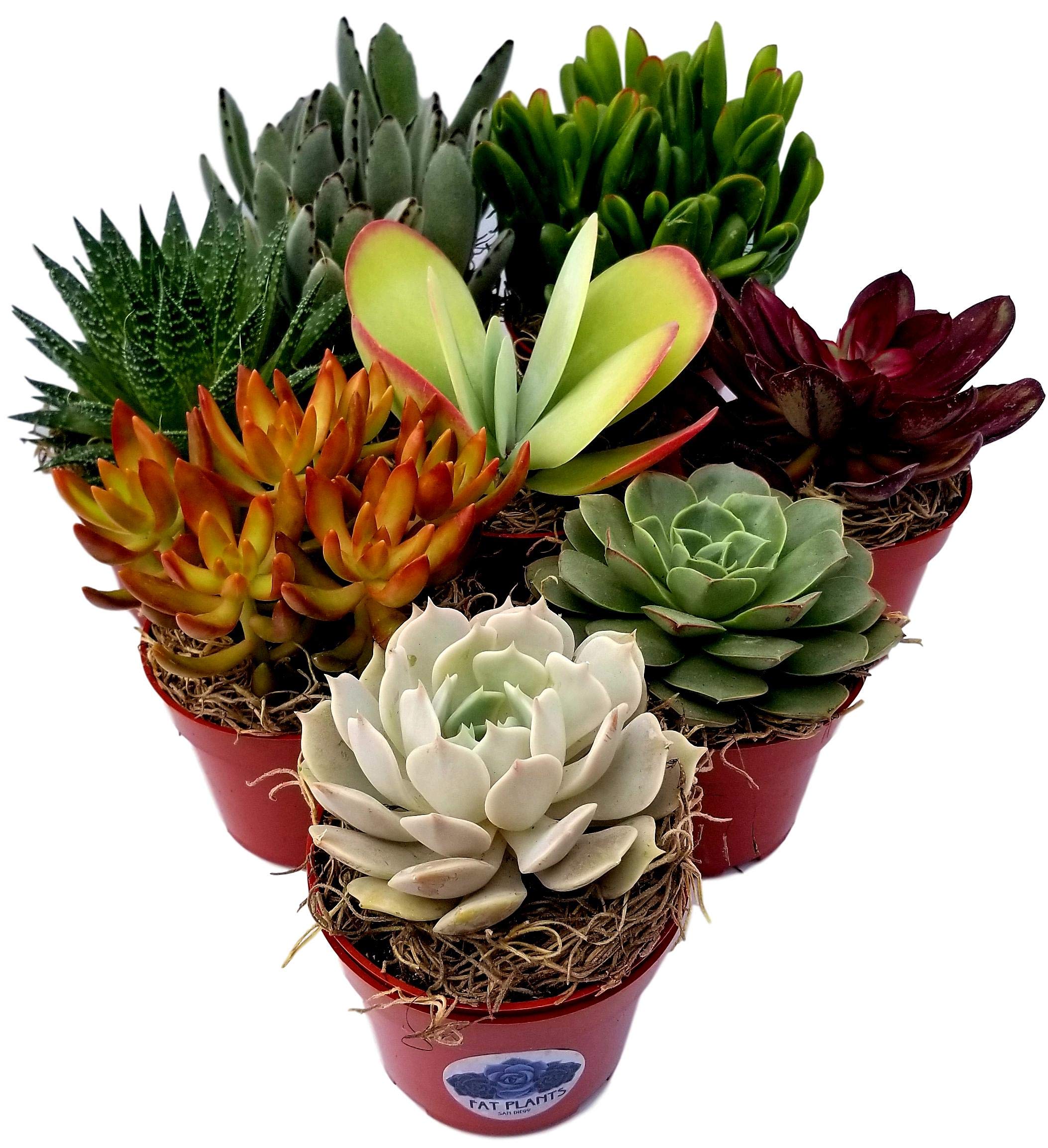 Fat Plants San Diego Live Succulent Variety Collection