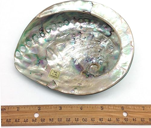 Miniatura 3 de PEPPERLONELY 1 unidad de conchas marinas de abulón Midas verde esmeralda brillante pulidas para decoración y exhibición del hogar, 5 pulgadas  6