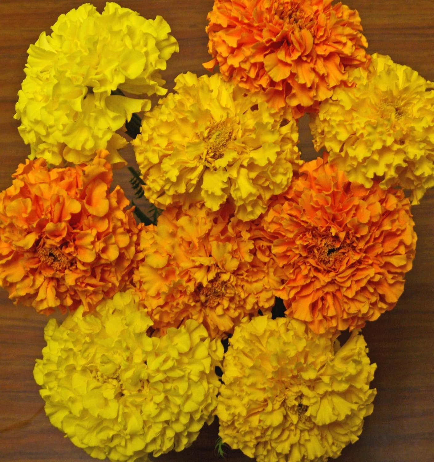 Marigold Cracker Jack Nice Garden Flower By Seed Kingdom Bulk 1 Lb Seeds