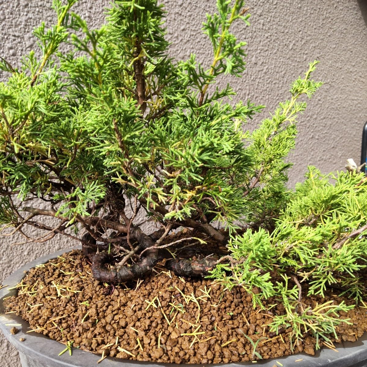 根連り糸魚川真柏盆栽】 ⭕仕上がりました❗ 【公式通販】