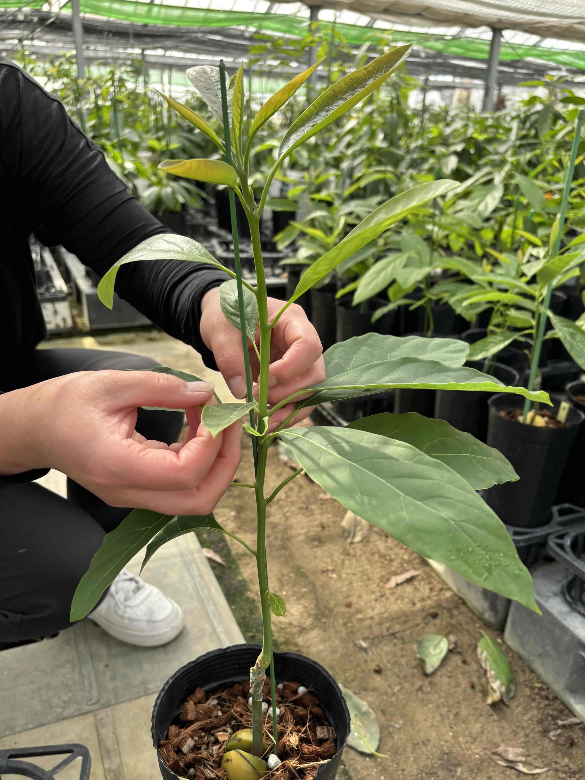 エンジェルページ アボカド苗木 大株 果樹 鉢ごと発送 エンジェル