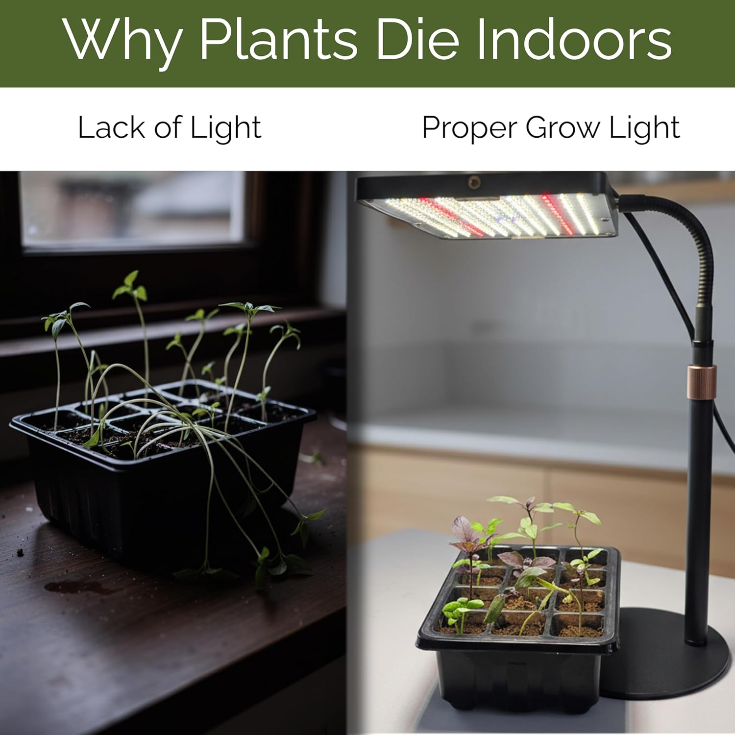 Seed Starter Kit with Grow Light that Actually Works – Seed Starter Tray with Dome, Indoor Seed Starting Station, Adjustable LED Grow Light with Timer & Remote (LED Grow Light + 2 Seed Starter Kits)