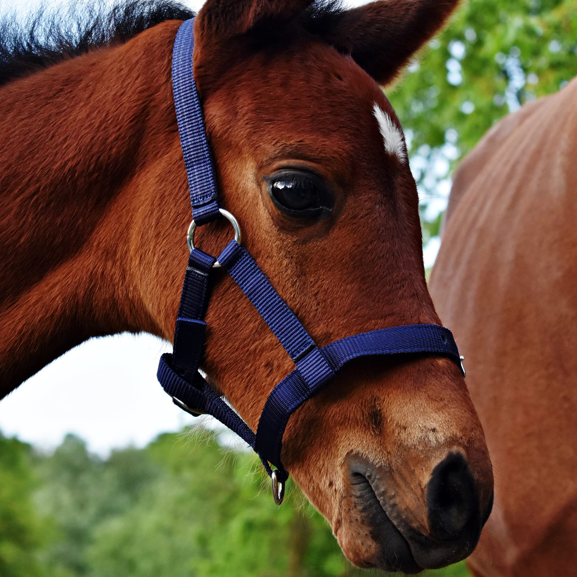 Licol Réglable Pour Poulain – Triple Position, Imprimé "I Love My Mini", Nylon Résistant, Rouge – Pour Mini Shetty Et Poney