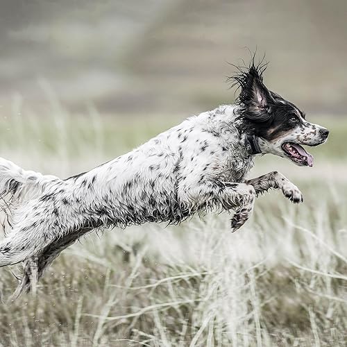 Miniatura 8 de SportDOG SportHunter 1825X Entrenador remoto - Unidad de señal de largo alcance - Collar de carga rápida - Collar de entrenamiento ajustable -