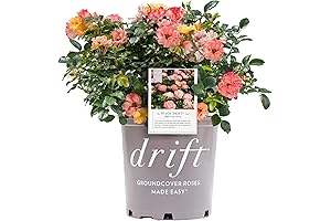Drift Roses - Rosa Peach Drift: A Double Peach Delight