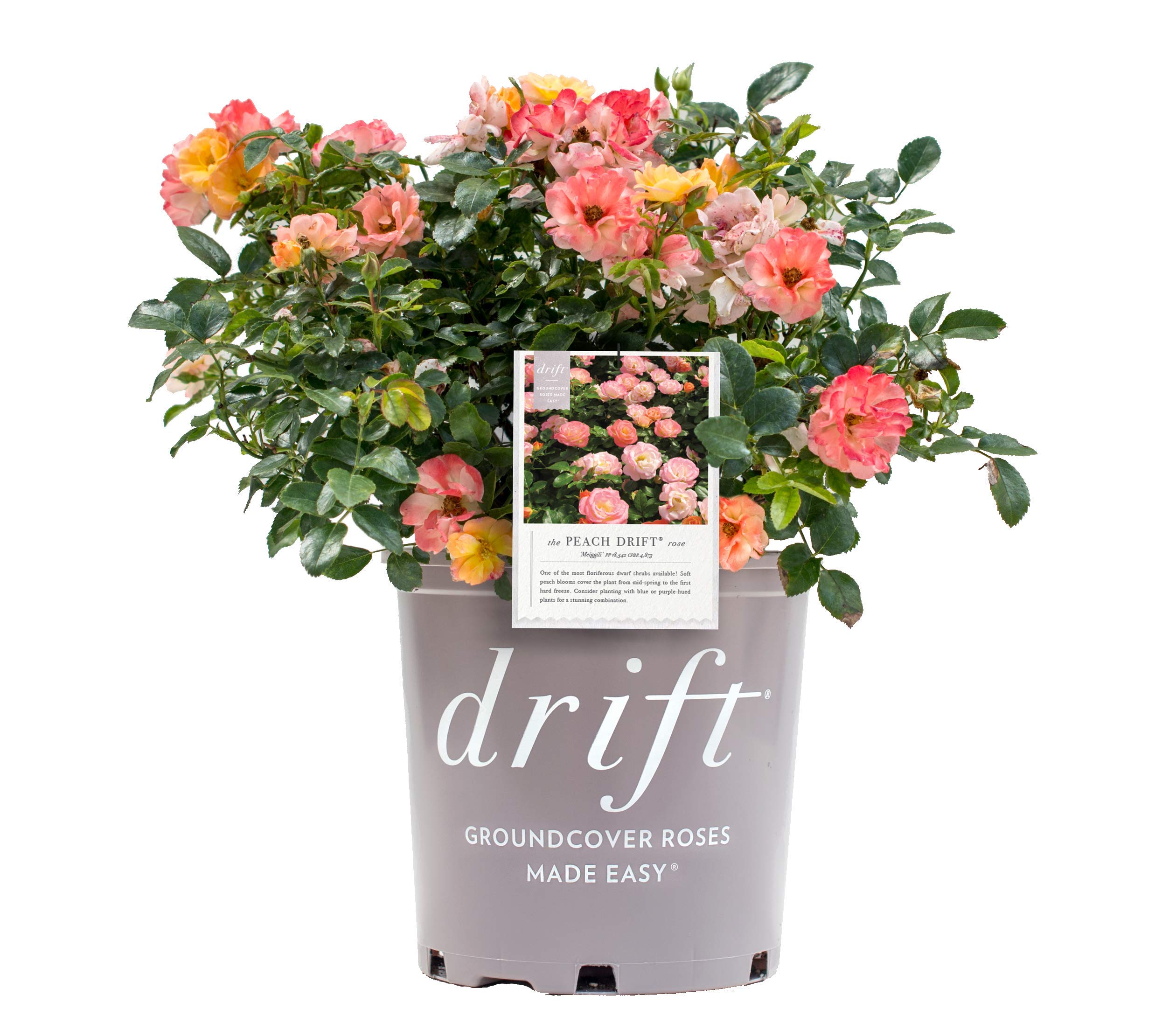 Peach Drift Rose