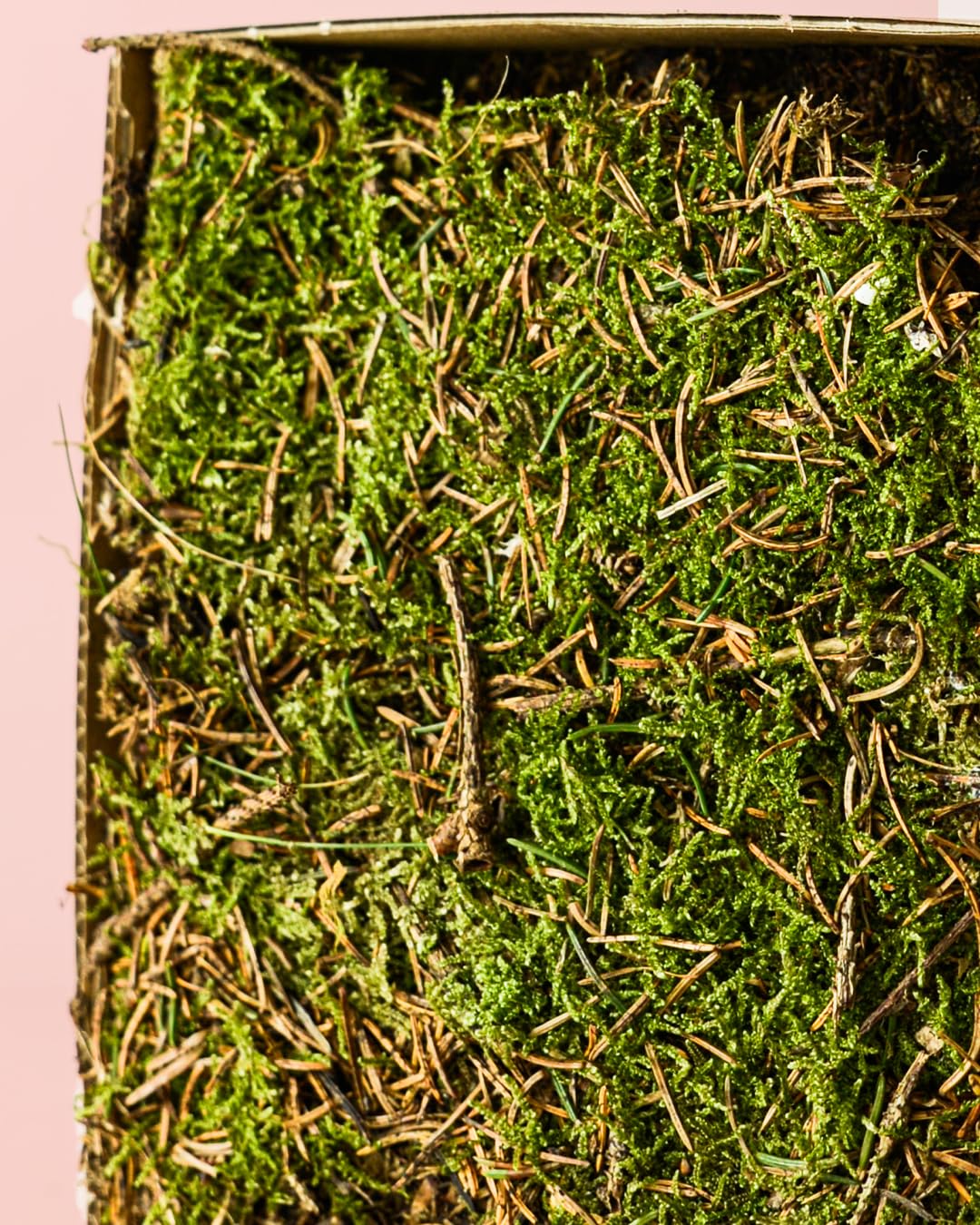 PUR PLANT Musgo Natural para Terrario Húmedo | 2 Piezas 14x19 cm Aprox. | Ideal para Kokedamas y Terrarios | Reutilizable