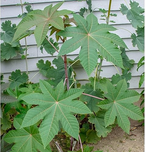 Miniatura 1 de CHUXAY GARDEN 10 semillas de ricino, Ricinus Communis Zanzibariensis Planta Anual Tropical Paisajismo Rocas Crece en Jardín y Macetas