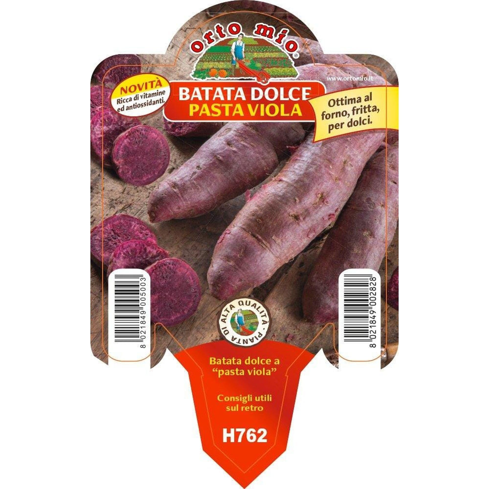 Vivai le Georgiche - Pianta vera di Batata dolce americana Viola Patata - vaso Ø 10 cm