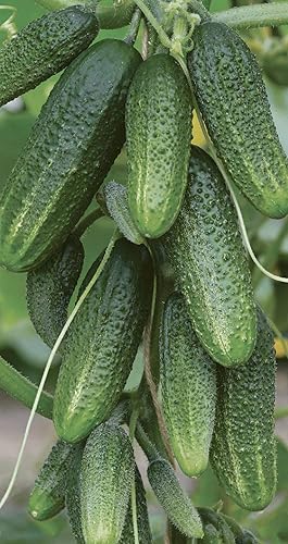 Miniatura 3 de Semillas Pepino Envy of a Neighbor F1 45 días Decapado Polinizado Abierto Vegetales No OGM para plantar