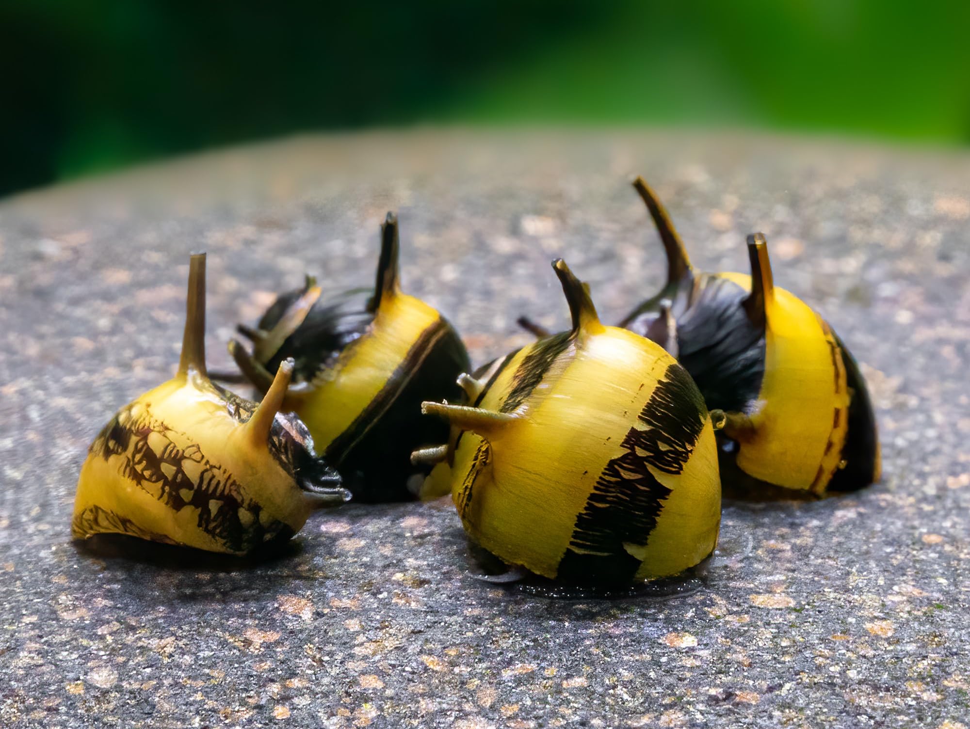 CU AQUATICS Horn Snail Zebra Algae Eater Neritina Variegata Aquarium Tank Live Snail Fish (20)