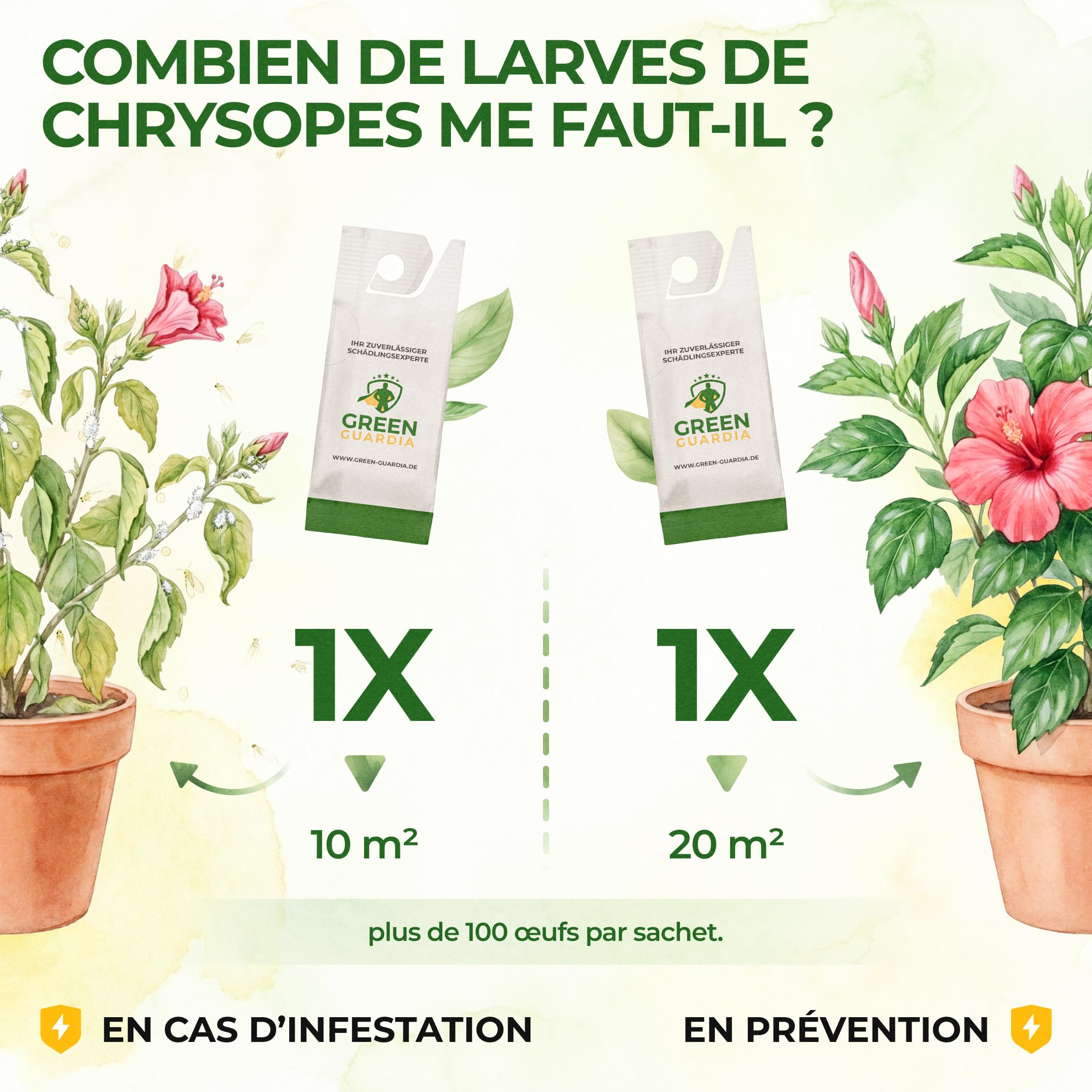 GREEN GUARDIA Power Lot de 15 sachets d'œufs de larves de chrysopes contre les pucerons et les cochenilles – Produit biologique pour lutter efficacement contre les pucerons et les cochenilles pour