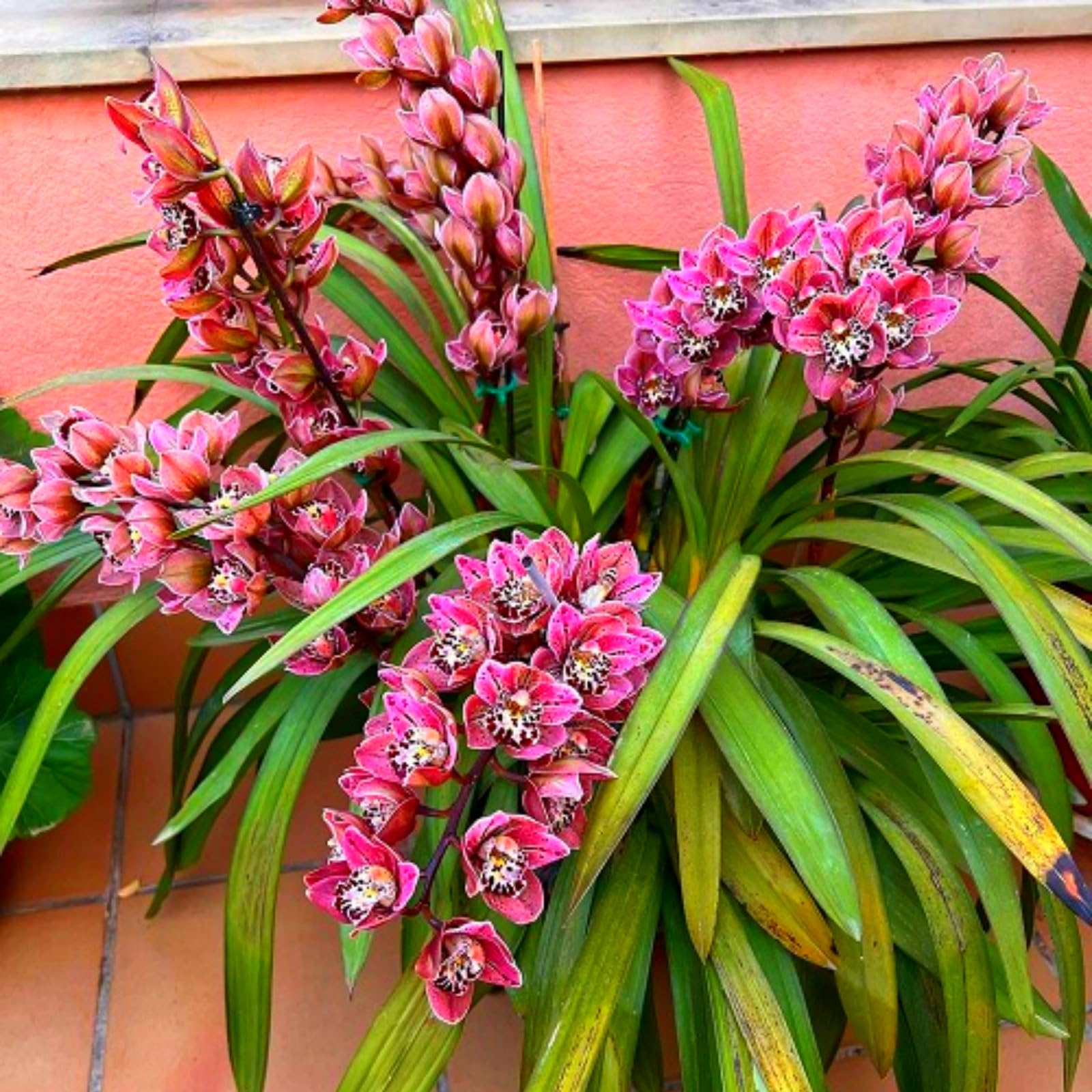 Beautiful Cymbidium Orchid for Planting UK, Hardy Perennial, Excellent Display, Mix Greening Flower, Natural Organic, Wedding, Balcony Garden-10 Bulbs-H โ image 1