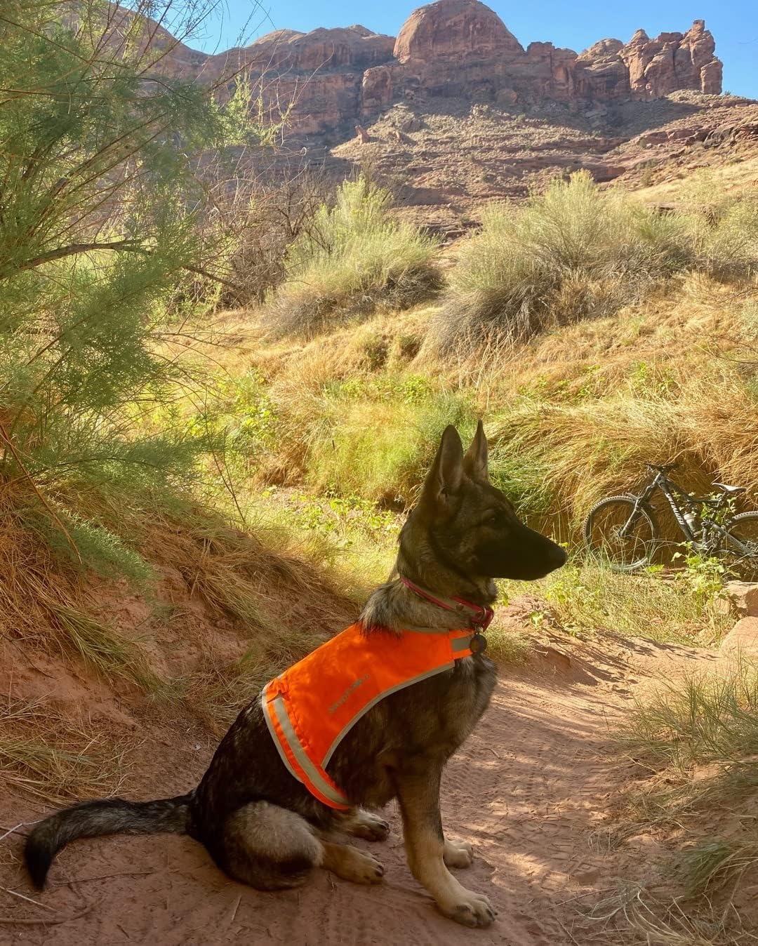SafetyPUP XD Lite Dog Vest. Coverage to Mid Back. Reflective Hi Visibility Blaze Orange Fluorescent Fabric Helps to Keep Them in Sight and Safe On and Off Leash.