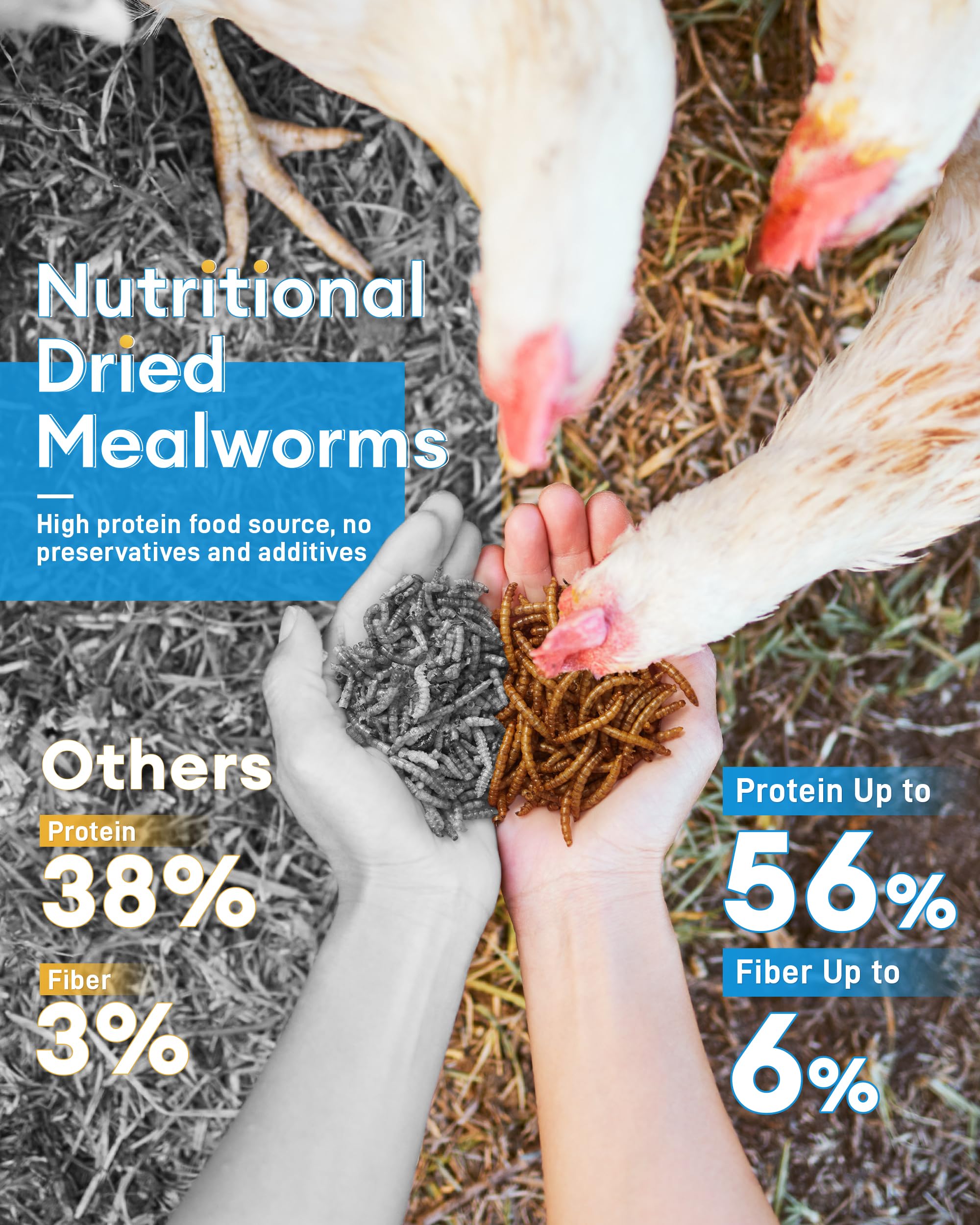 Snapklik.com : Dried Mealworms For Chickens Feed 5 LB,100% Natural Non ...