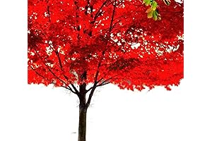 Trees Live Plants: American Red Maple Shade Tree - Live Plant Shipped...