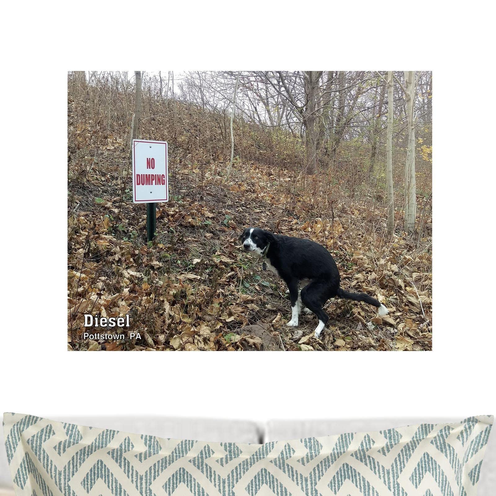 Buy Shenbo Pooping Dog 20238.26" X8.26" Funny ,Fun Pooping Dogs