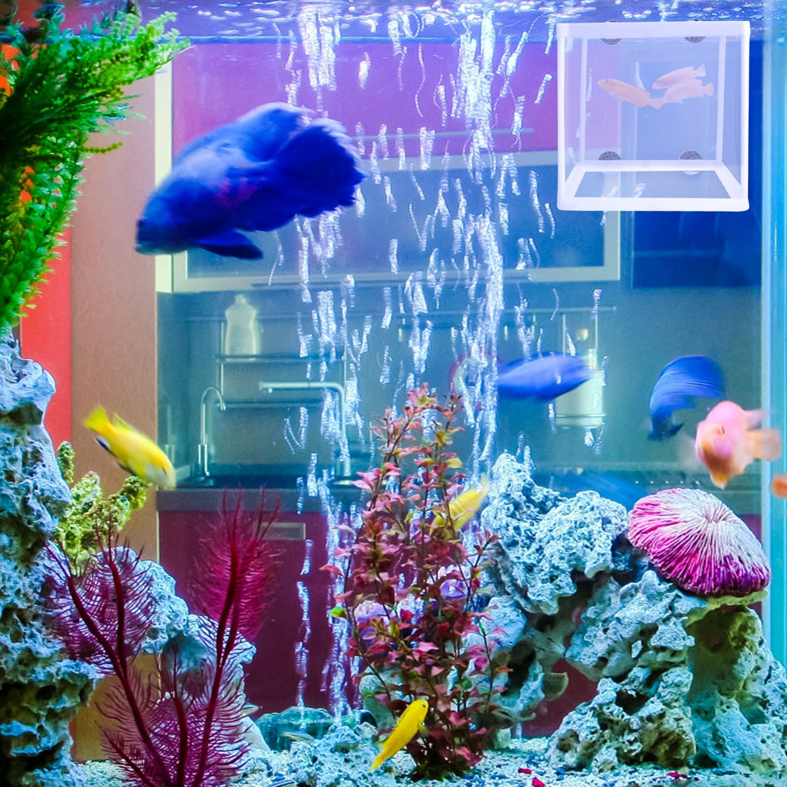 2 scatole per l'allevamento di pesci per acquario, scatola di isolamento per acquario, frittura, vivaio, con 8 ventose per proteggere i pesci del bambino per acquario, bianco, 16 x 14 x 16 cm