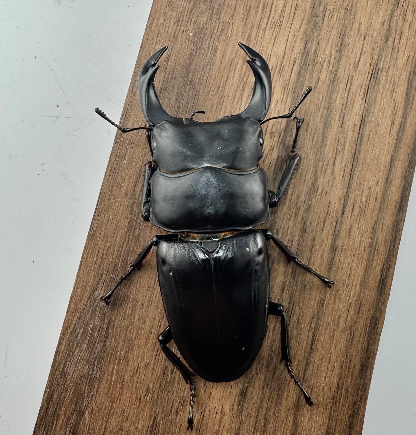 MOKI★ハクセンコウ特大 奈良輪ちなみオオクワガタ(MOTOKI-SP累代) 2505