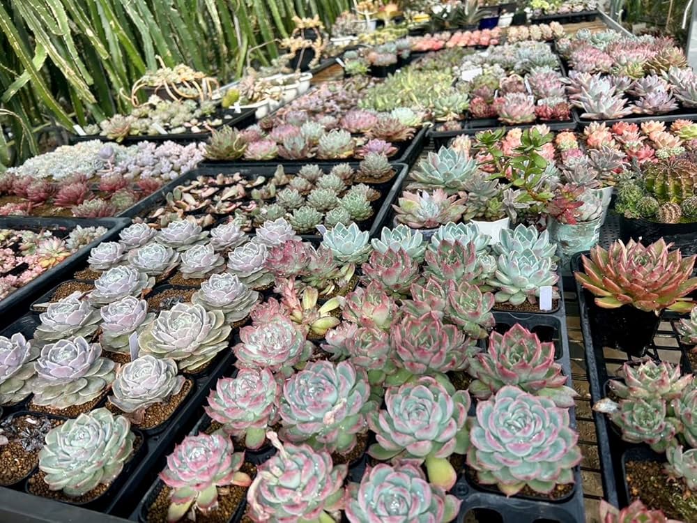 専用‼︎多肉植物^o^ 大きめスヨンカット苗セット 専用‼︎多肉植物