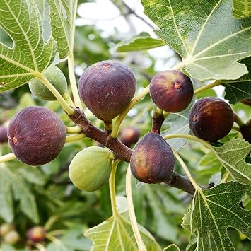 Brighter Blooms Celeste Fig Tree, 3 Gallon