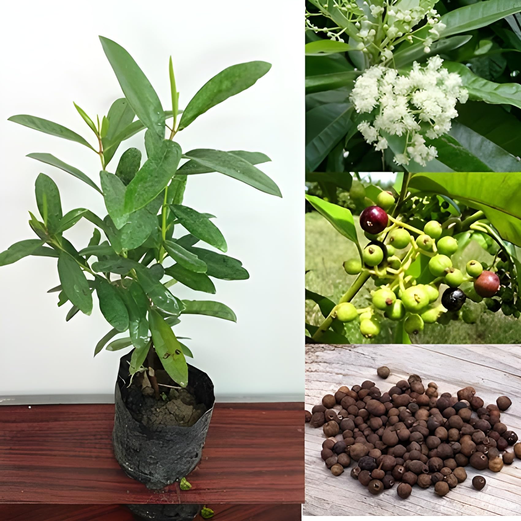 Live All Spice Jamaican Pepper Healthy Live plant Suitable for all climate and rooftop garden Plant Hight 1-2 feet Pack of 1 | All Spice Plant | Suitable for All Climates | Healthy| Jamaican Pepper (B0CKJ9S1QH) Amazon Price History, Amazon Price Tracker
