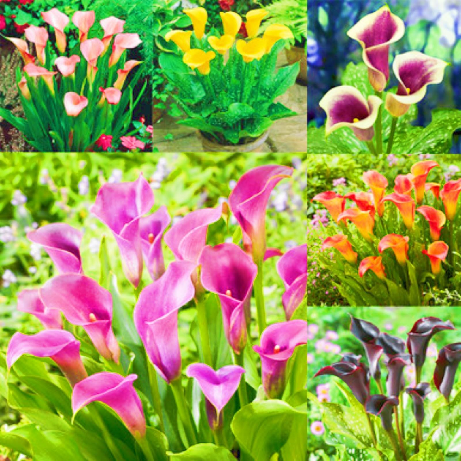 Calla Lily Plant Calla Lily Bulbs Perfect for The Garden-Landscaping-Excellent Displays-4bulbs-c