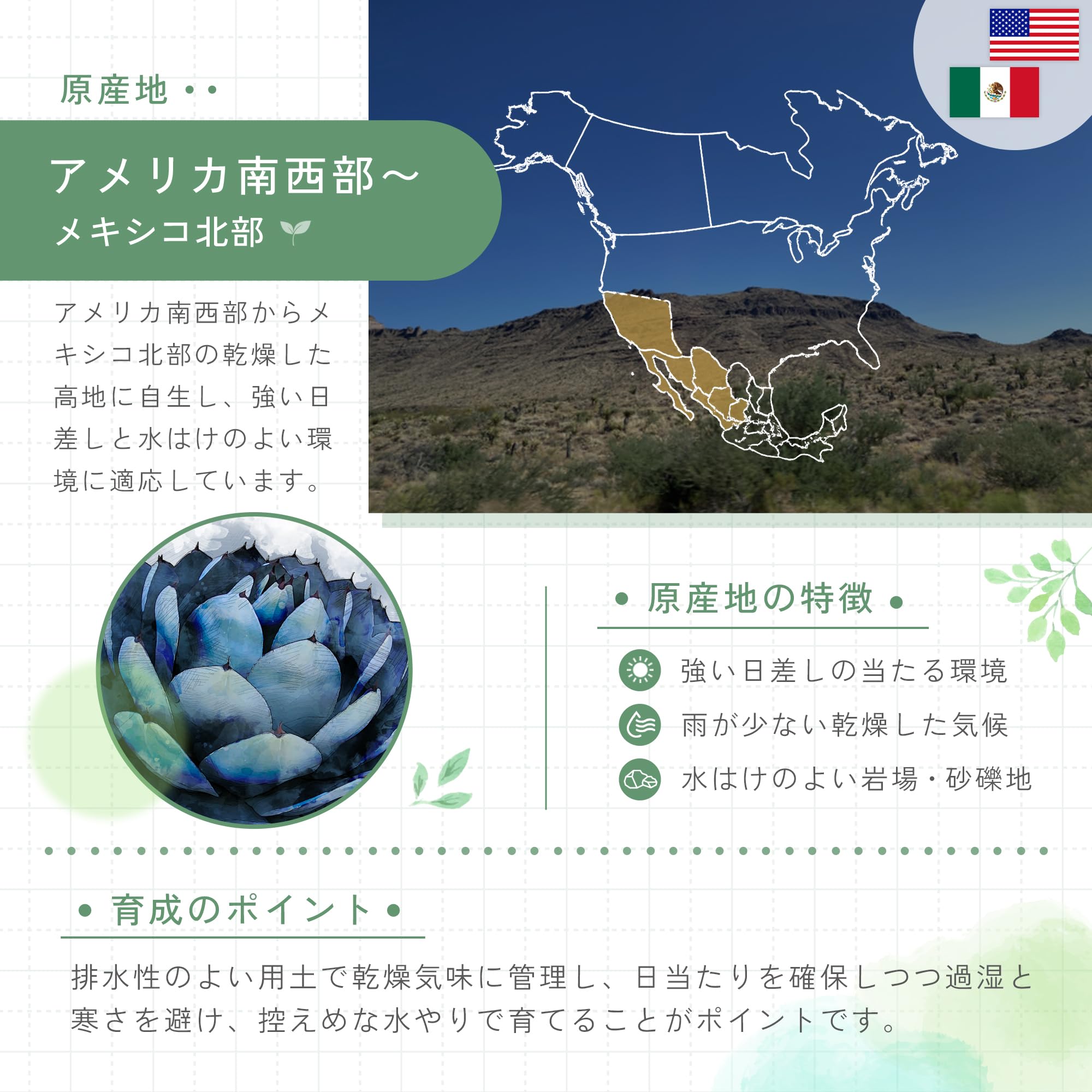 Amazon.co.jp: SEEDSTOCK