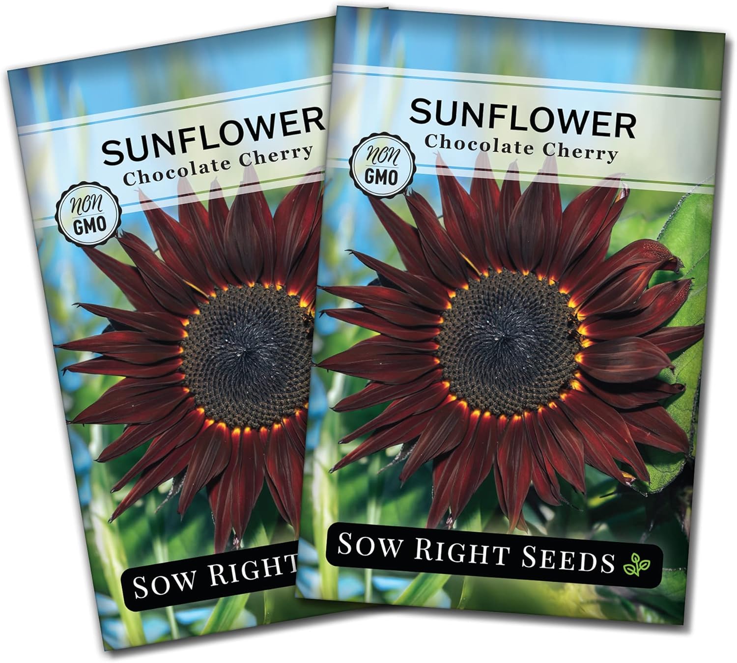 Sow Right Seeds Chocolate Cherry Sunflower Seeds for Planting NonGMO Heirloom