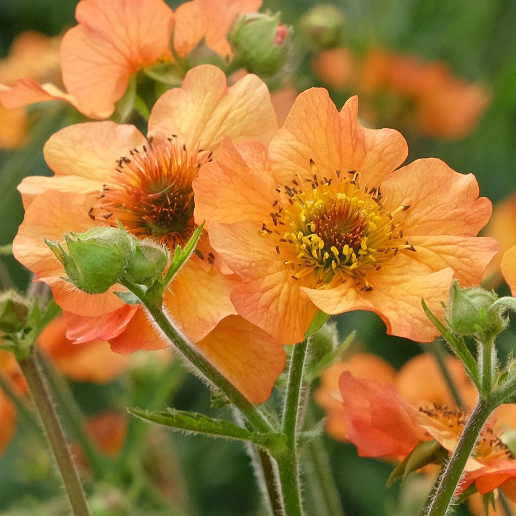 Geum Totally Tangerine Avens Hardy Outdoor Deciduous Flowering Perennial Garden Plants in Plant Pot (3 Litre Pot, 30-40cm)
