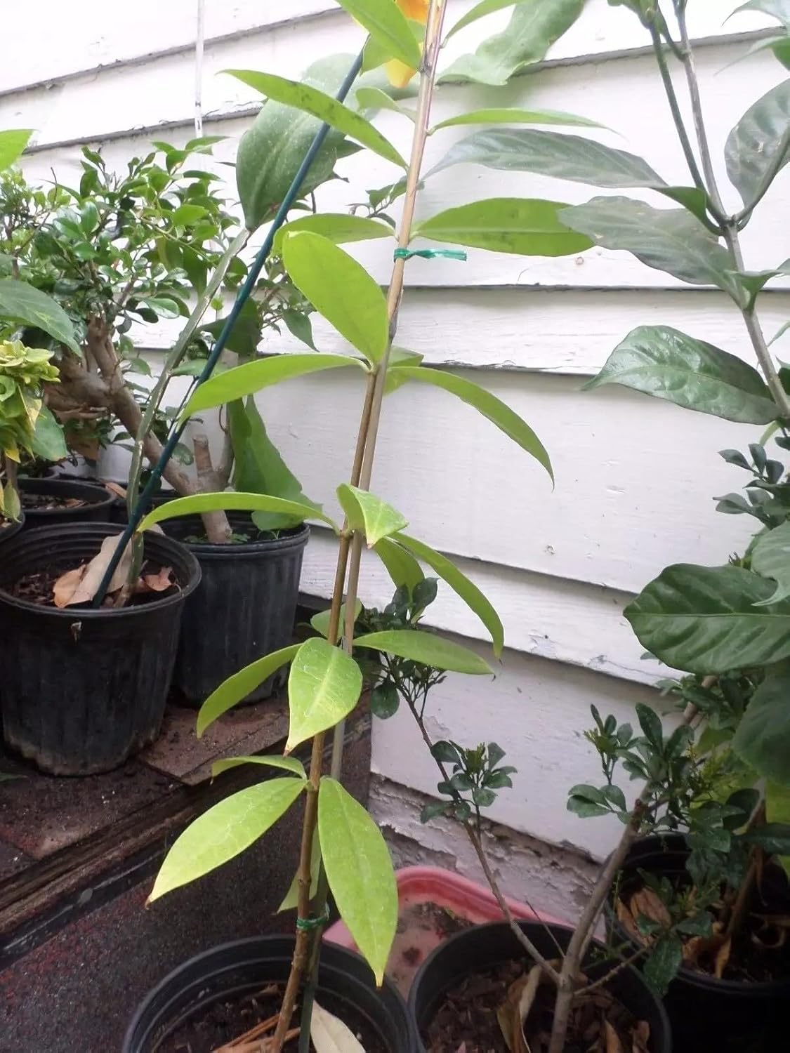Allamanda, Golden-Trumpet - Tropical Twining Vine - 2 to 3 Feet Tall