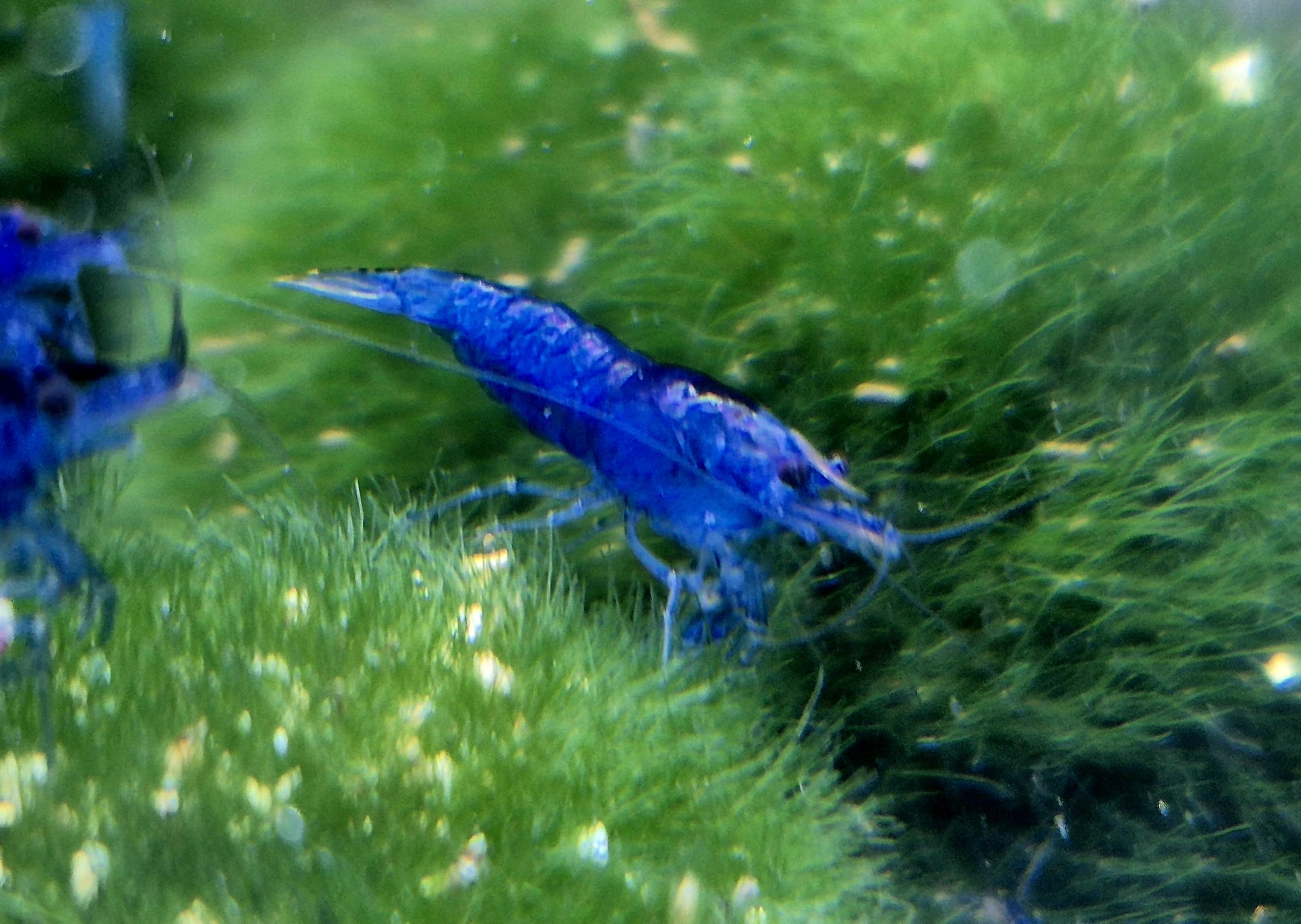 10x Bunte Garnelen Mischung – Farbenfroher Mix für Ihr Aquarium als Jungtiere ca 1cm oder Adulte Tiere ca 2cm lebende Neocaridina Aquarium Rot Blau Gelb Orange usw (Erwachsen Ca 2cm)