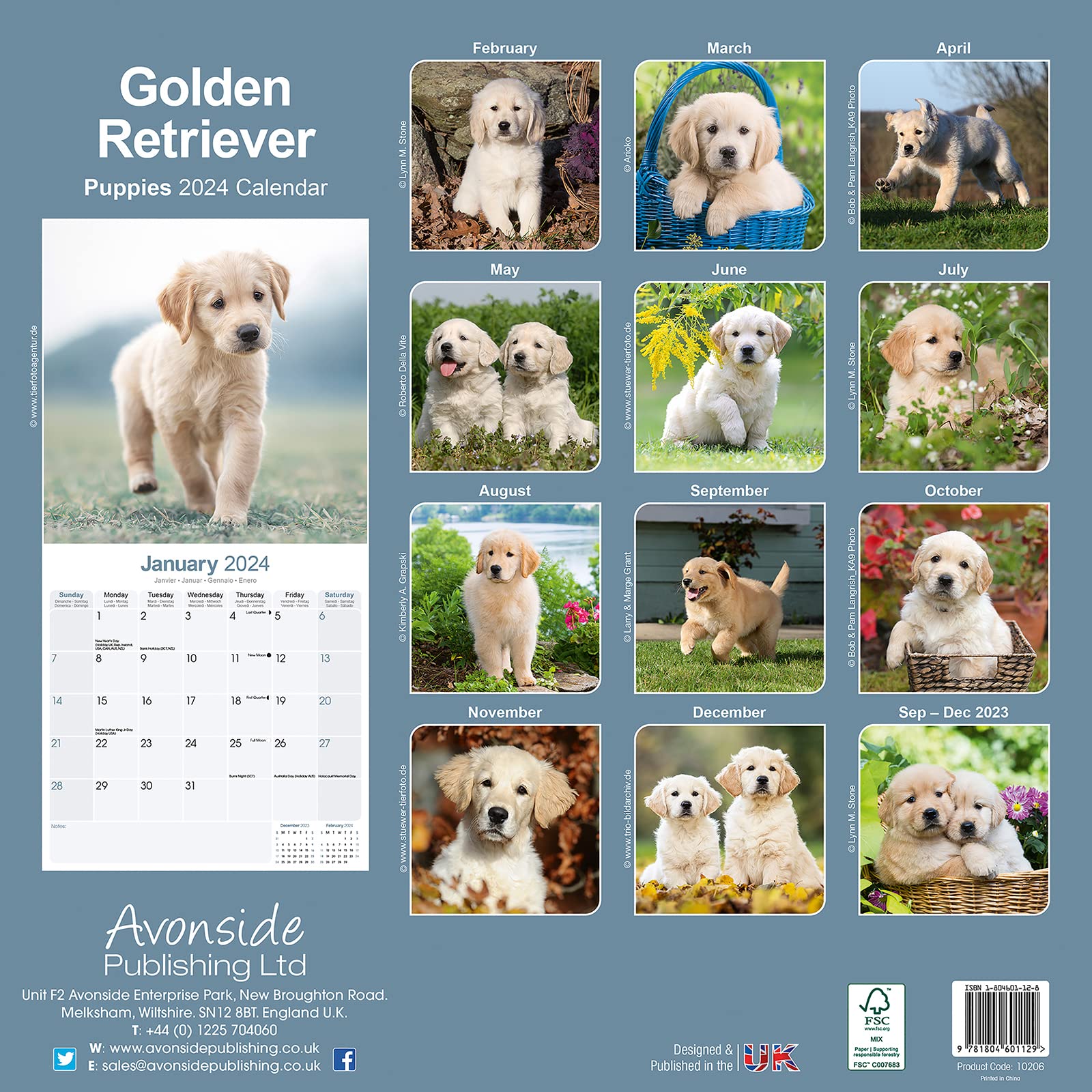 Golden Retriever Puppies - Golden Retriever-Welpen 2024 - 16-Monatskalender: Original Avonside-Kalender [Mehrsprachig] [Kalender] (Wall-Kalender)